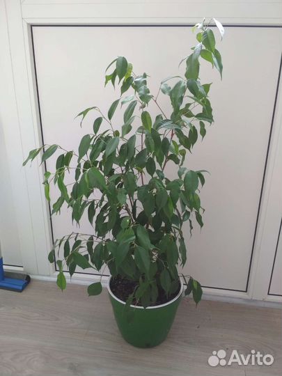 Фикус 95 см