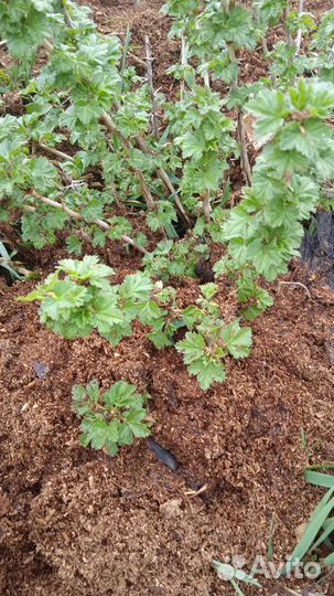 Саженцы смородины, крыжовника, вишни