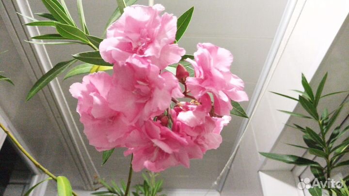 Олеандр, гибискус