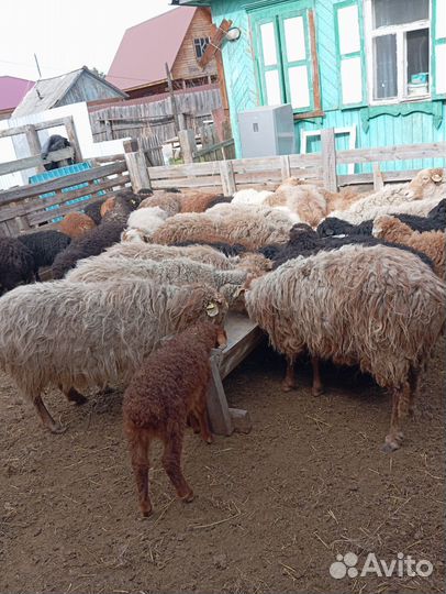 Бараны овцы