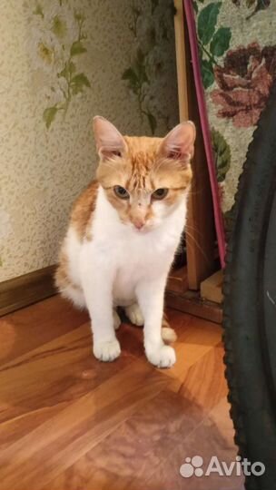 Кошечке нужен дом