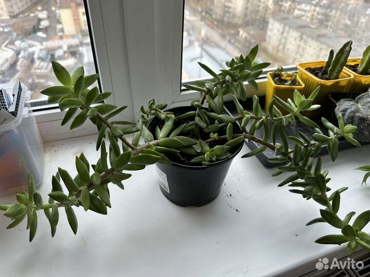 Толстянка, стапелия, фикус, восковой плющ