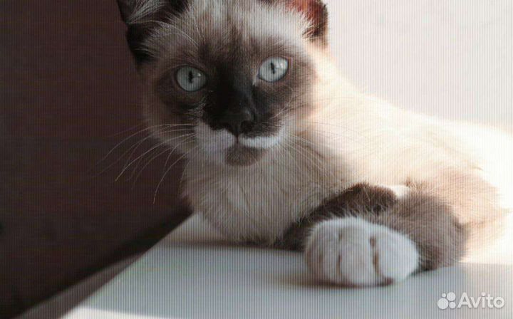 Передержка кошек, маленьких собак