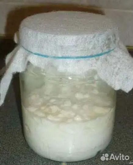 Тибетский молочный кефирный гриб(зооглея)