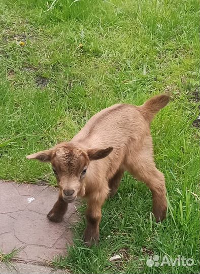 Козочка камерунской породы