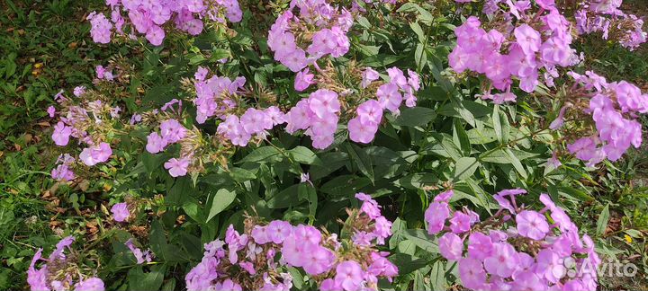 Хризантема, хоста, флоксы, гортензия, брунера