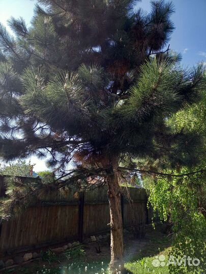 Сосна чёрная голдфингер