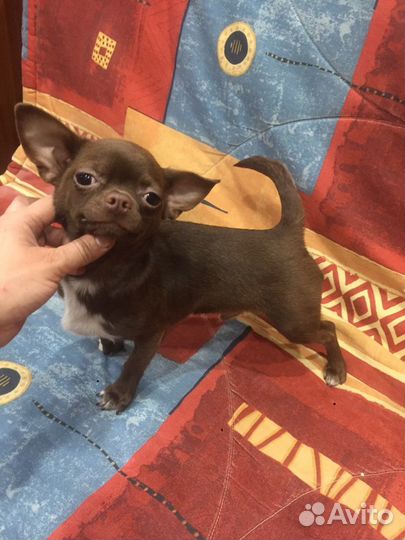 Чихуахуа Ласковый шоколад