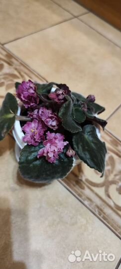 Красивые фиалки (цветущие)