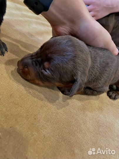 Щенки добермана