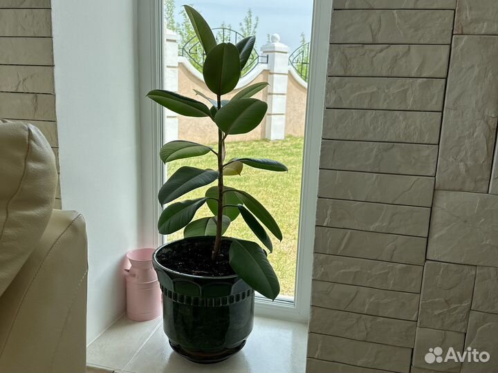 Фикус эластика крупнолистный