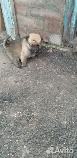 Собаки бесплатно в добрые руки щенки