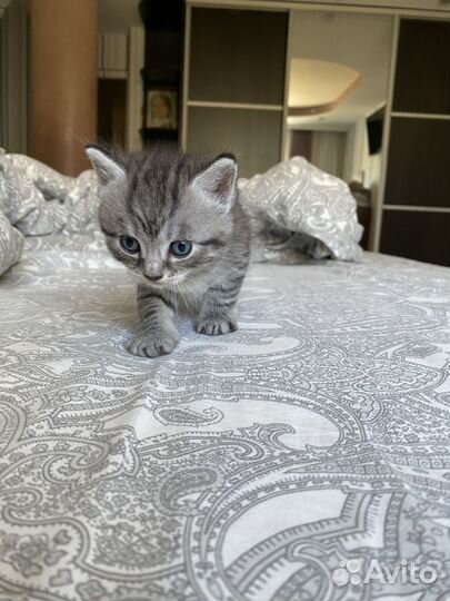 Котята в добрые руки 1 месяц