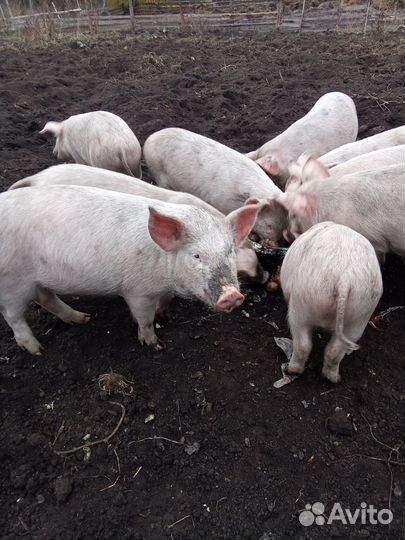 Продам поросят