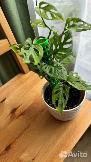 Монстера манки маск