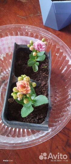 Каланхоэ цветущий, махровые