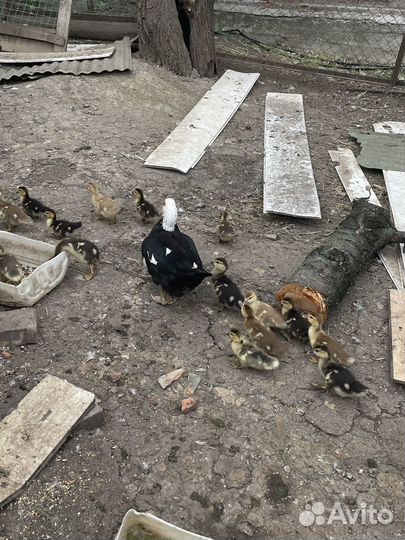 Утята