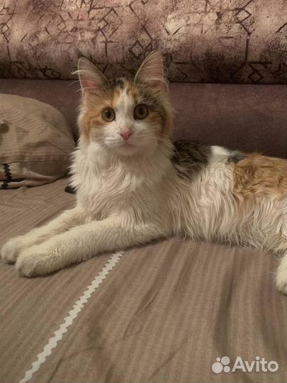 В добрые руки