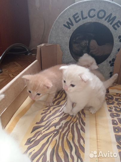Вислоухие котята