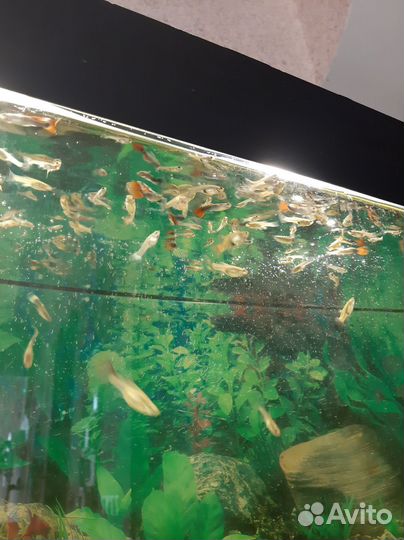 Рыбки гуппи