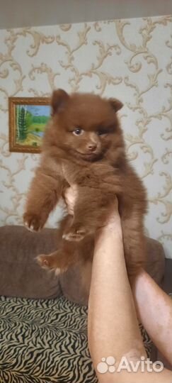 Шпиц немецкий средний