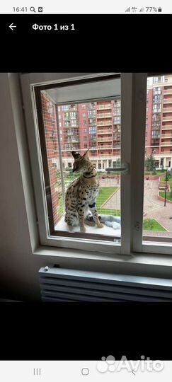 Балкон решетка клетка антикошка