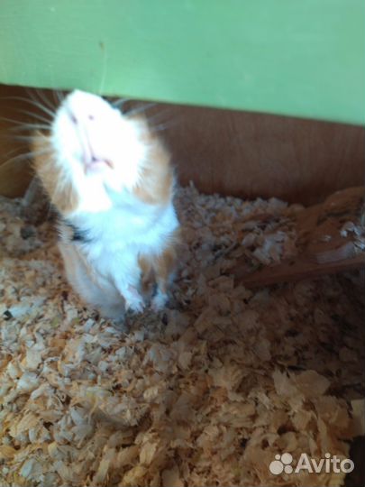 Морская свинка с шикарными апартаментами