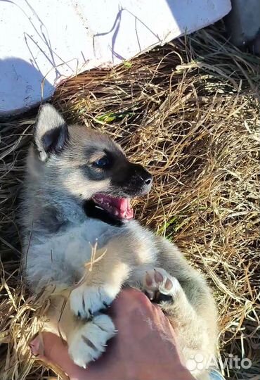 Щенок в добрые руки