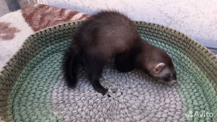 Щенки хорька