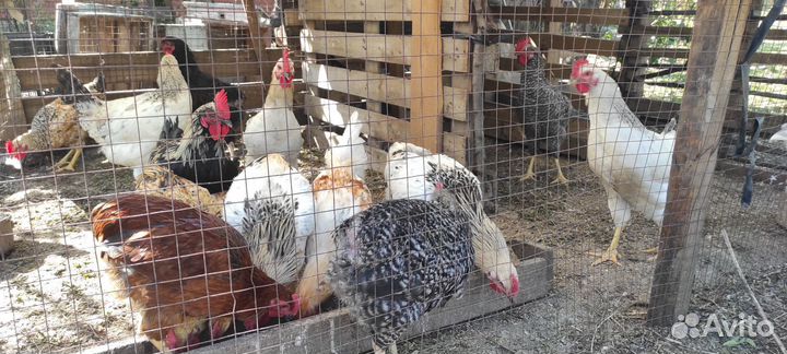 Петушки доминант