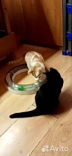 Котенок мальчик