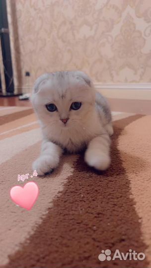 Шотландская вислоухая