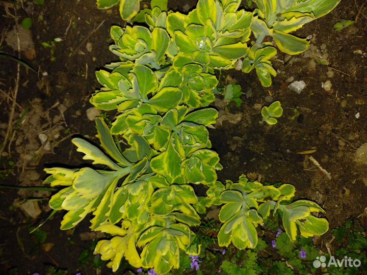 Очиток вариегатный