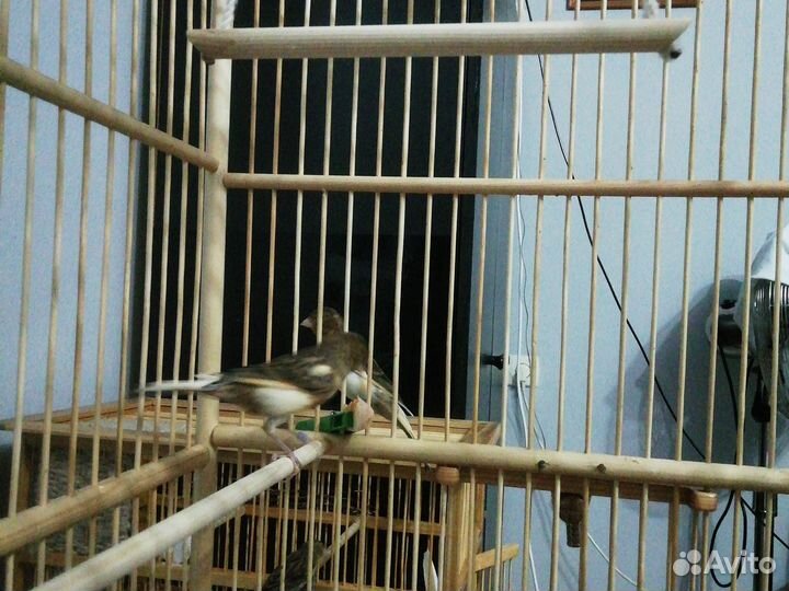 Певчие кенара и канарейки