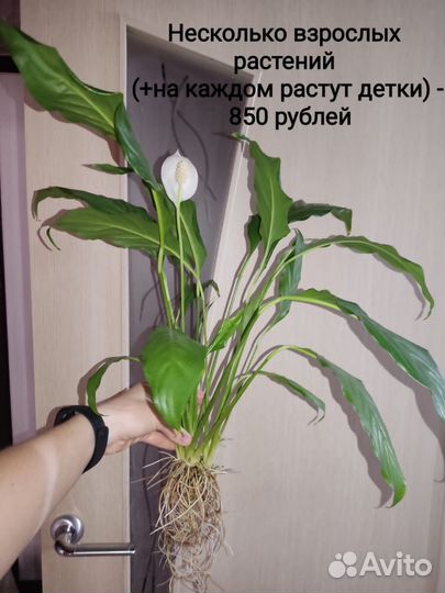 Спатифиллум