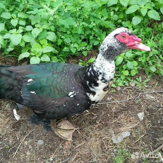 Продам индоуток (селезни)