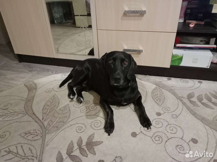 Охотничья собака