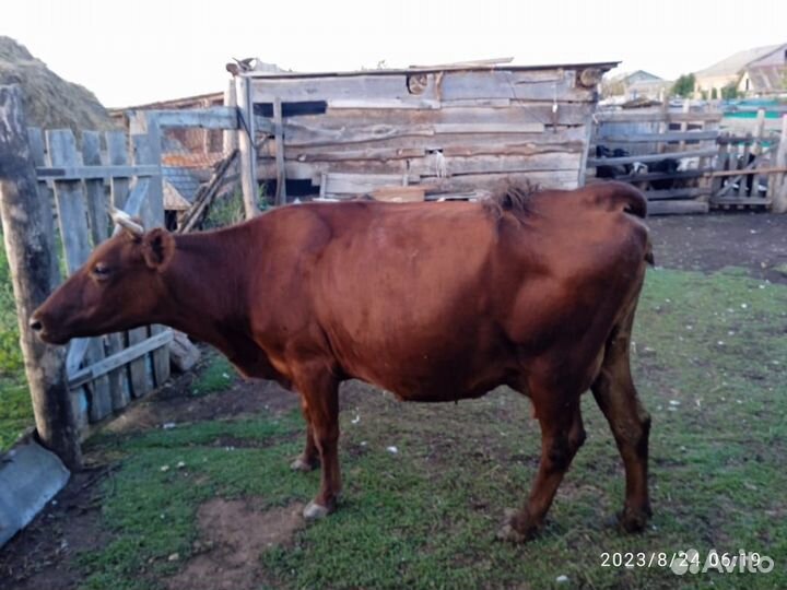 Корова дойная