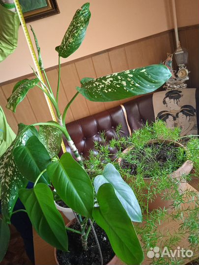 Домашние растения