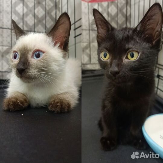 Отдам котят в ответственные руки