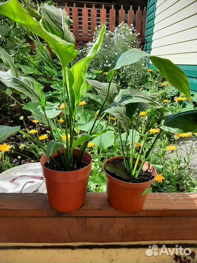 Цветок женское счастье