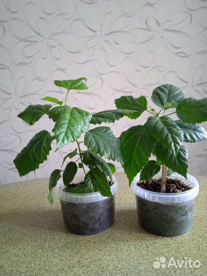 Комнатные цветы Китайская роза красная, обмен