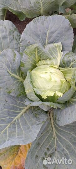 Свекла, капуста свежий урожай