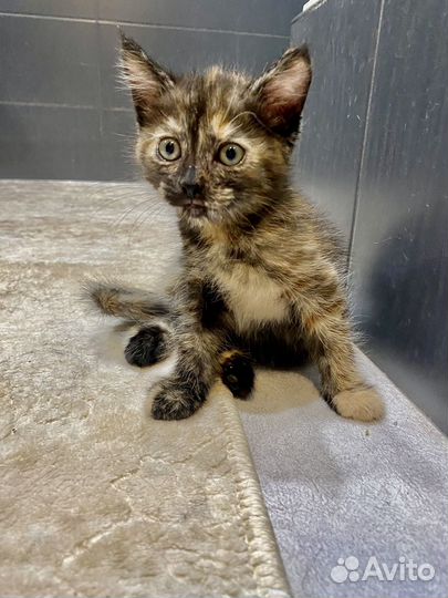 Красотулька 2 месяца девочка