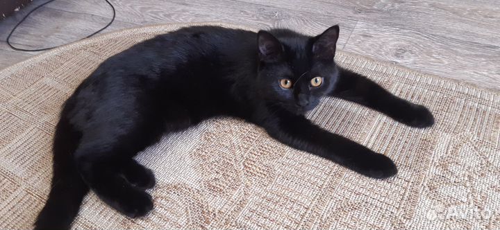 Котенок в дар бесплатно