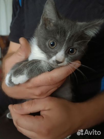 Котята в добрые руки бесплатно