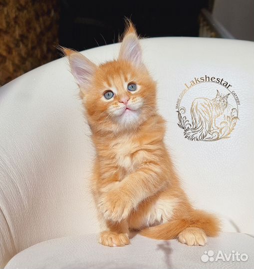 Огненная Treisy Mos Lakshestar