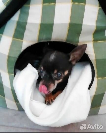 Сумка-переноска DM и домик для собак и кошек