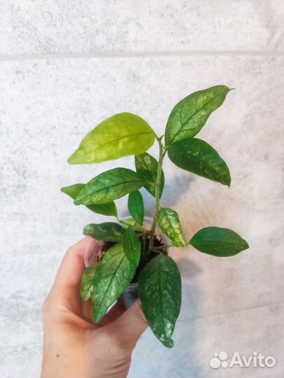 Фикус диверсифолия сплеш