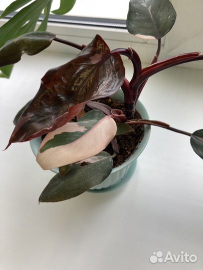 Комнатные цветы